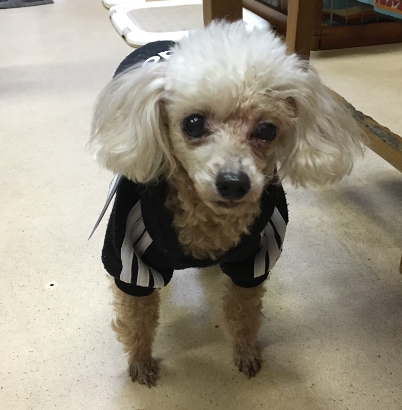 【今日の里帰りワンコ🐶パグの聆麿くん💕、トイプードルのだい君💕、トイプードルのらんらん💕】2018,2,18